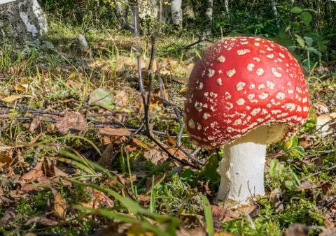 Red toadstools in the woods Stock Photos