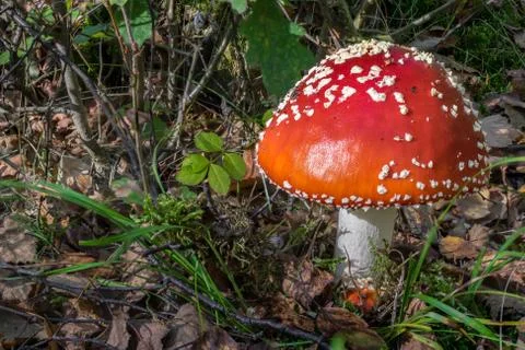 Red toadstools in the woods Stock Photos