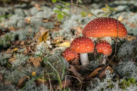 Red toadstools in the woods Stock Photos
