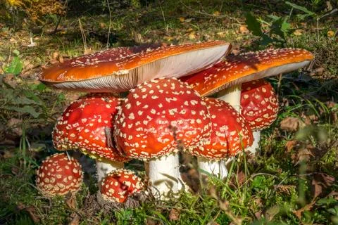 Red toadstools in the woods Stock Photos