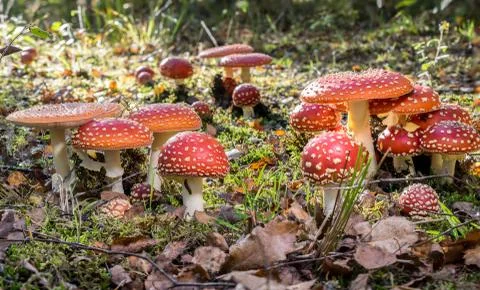 Red toadstools in the woods Stock Photos