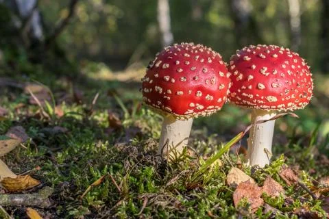 Red toadstools in the woods Stock Photos