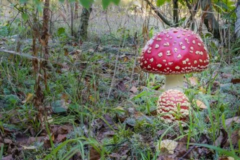 Red toadstools in the woods Stock Photos