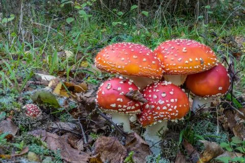 Red toadstools in the woods Stock Photos