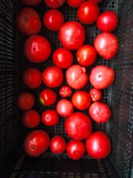 Red tomato in box Stock Photos