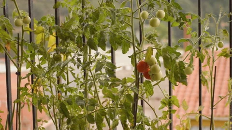 Red Tomato On The Bush Video stock 54441805