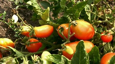 Red tomato Stock Footage 857312