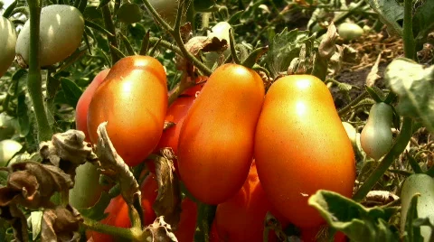 Red tomato Stock Footage 857339