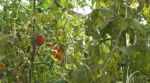 Red tomato Stock Footage 8606862
