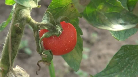 Red tomato Stock Footage 8987440