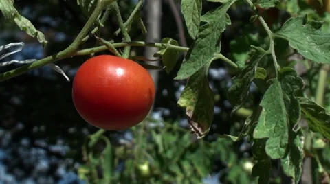Red Tomato In Garden Stock Footage 29234895