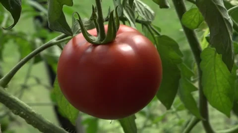 Red tomato in the greenhouse Stock Footage 139185039
