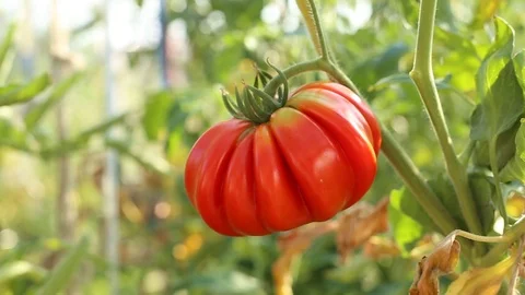 Red tomato growing Vídeo Stock 90864824