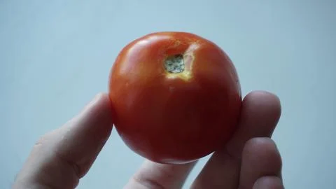 Red tomato in a hand Stock Photos