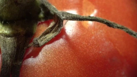 Red Tomato Macro Closeup Rotation Stock Footage 112754856