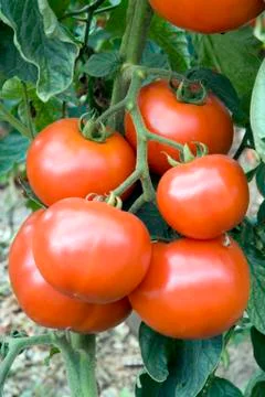 Red tomato Stock Photos