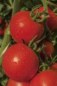Red tomato Stock Photos