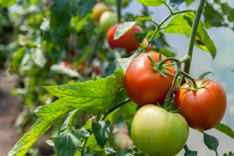 Red tomato Stock Photos