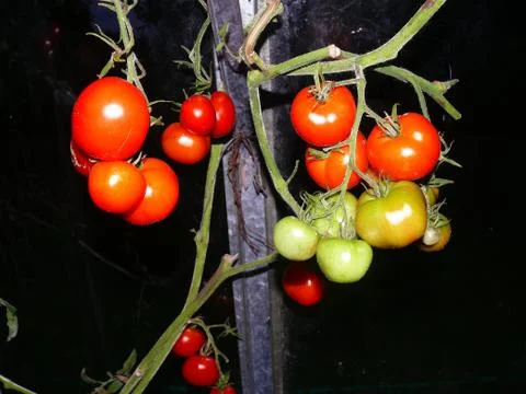 Red tomato Stock Photos