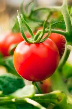 Red tomato Stock Photos