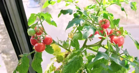 Red tomato in a pot on the window. Stock Footage 204974918