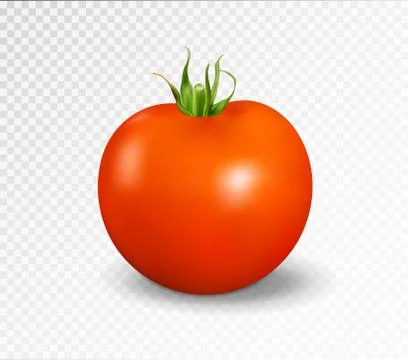 Red tomato. Realistic vector illustration Stock Illustration