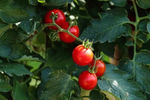 Red tomato on the tree Stock Photos