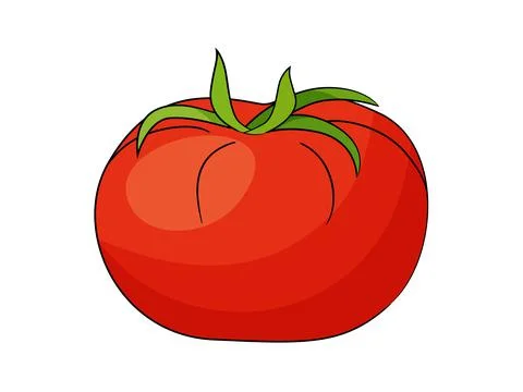 Red tomato vector illustration isolated on white background. Stock Illustration
