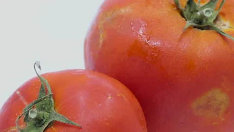 Red tomato on a white background Stock Footage 249622782