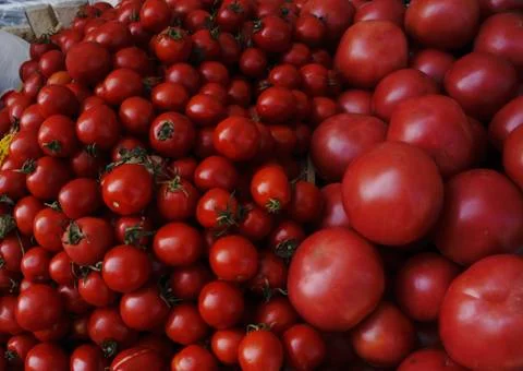 Red tomatoes background. Group of tomatoes Stock Photos