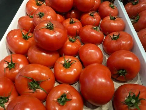 Red tomatoes background. Group of tomatoes Stock Photos