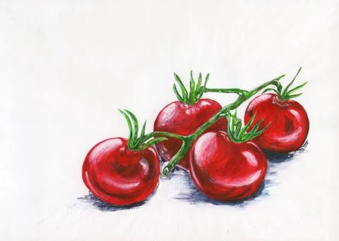 Red tomatoes on a branch. Hand-drawn illustration. Stock Illustration