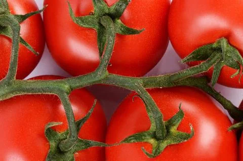 The red tomatoes on a branch Stock Photos