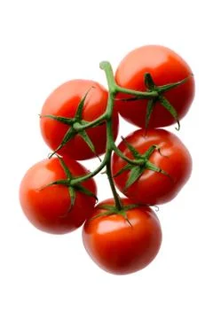 Red tomatoes on a branch Stock Photos