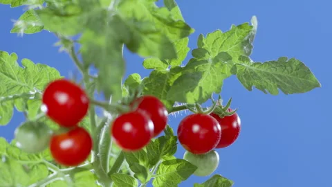 Red tomatoes on a chroma key background. Сherry tomato on a blue background. Stock Footage 280928192