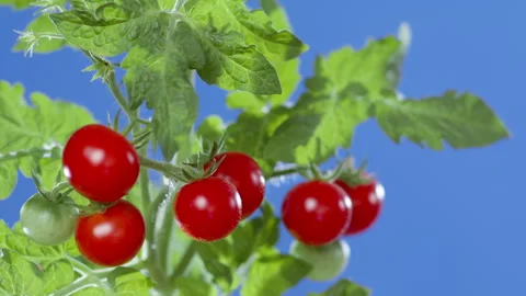 Red tomatoes on a chroma key background. Stock Footage 280928210