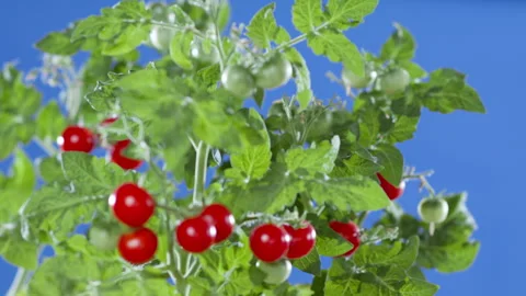 Red tomatoes on a chroma key background. Stock Footage 280929804