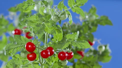 Red tomatoes on a chroma key background. Stock Footage 280929827