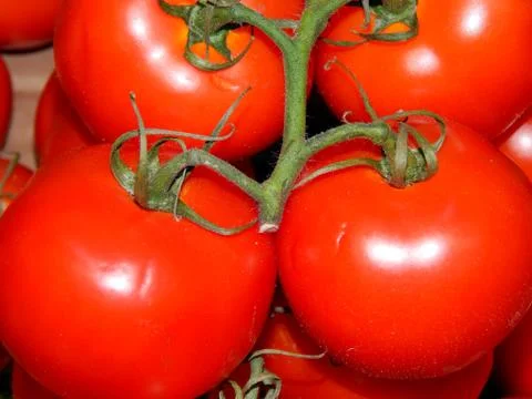 Red tomatoes on a close-up branch Stock Photos