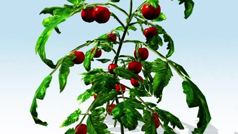 Red Tomatoes close-up Stock Footage 308712831