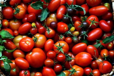 Red tomatoes of different varieties as a background, top view. Stock Photos