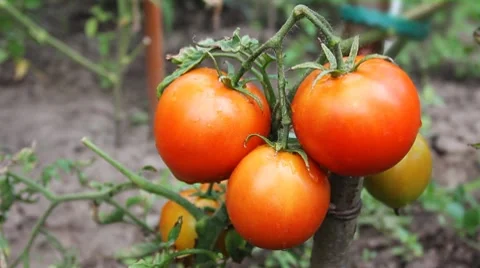 Red Tomatoes Stockbeeldmateriaal 8508108