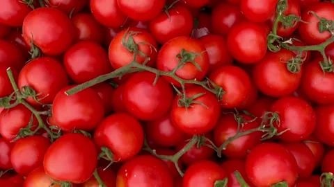 Red tomatoes Stock Footage 240425339
