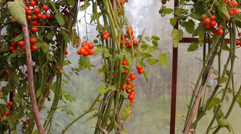 Red tomatoes on the green branches in Teplice Stock-Footage 29358950