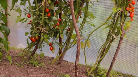 Red tomatoes on the green branches in Teplice Vidéo 29364644
