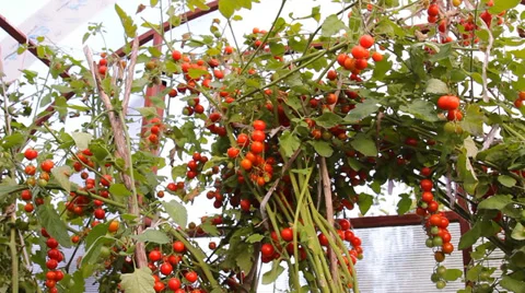 Red tomatoes on the green branches in Teplice Stock Footage 29369331