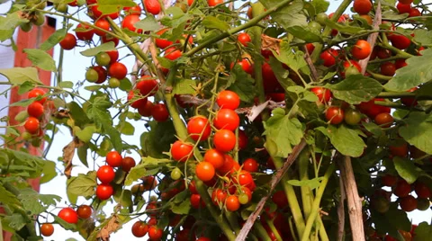 Red tomatoes on the green branches in Teplice Vidéo 29373111