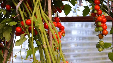 Red tomatoes on the green branches in Teplice Video stock 29374465
