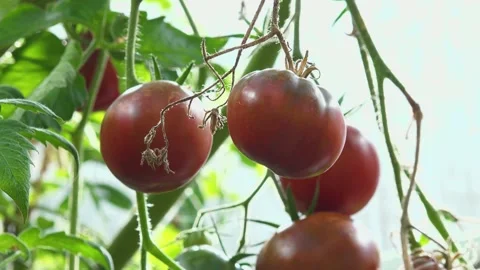 Red tomatoes in the greenhouse Stock Footage 207661880