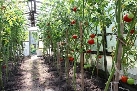 Red tomatoes in the greenhouse Foto stock